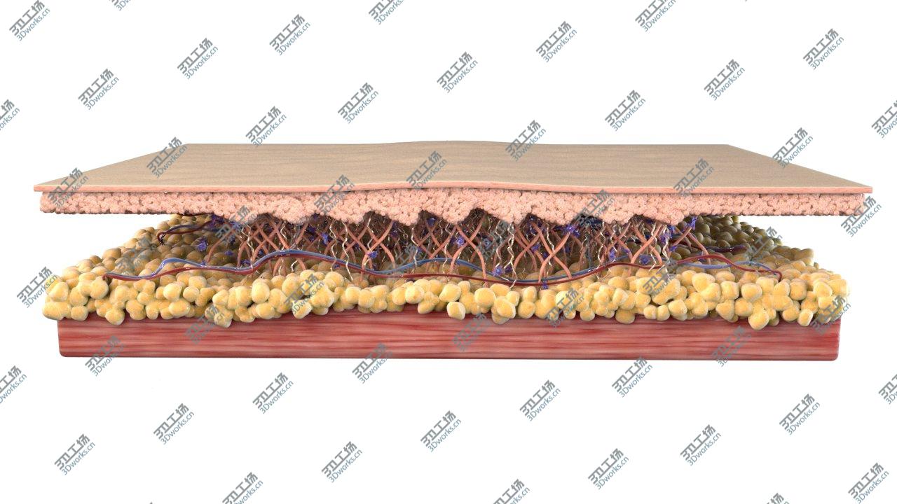 images/goods_img/20210313/Skin Cross Section Healthy 3D model/2.jpg